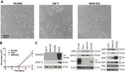 Characterization of a novel sarcoma cell line with an EWSR1::POU2AF3 fusion